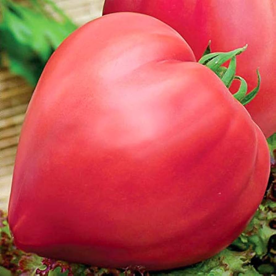 Giant Red Oxheart Tomato Seeds for Large, Heirloom Tomatoes