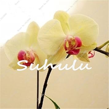 Yellow Phalaenopsis Orchid Flower seeds for Planting - Sun Loving, Heirloom & GMO Free Seeds for Home Garden
 
 Sale for planting in home garden