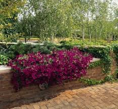 Heirloom Patio Potted Flower seeds for Planting Premium Quality Heirloom & GMO Free Seeds for Home Garden 
 
 Sale for planting in home garden