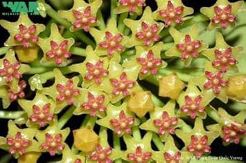 Violet Rhododendron Flower Seeds – Premium Quality Heirloom & NonGMO Seeds for Home Garden
 
 Sale for planting in home garden