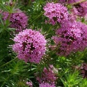 Pink Crossworts Flower seeds for Planting - Fragrant Blossoms, Heirloom & GMO Free Seeds for Home Garden
 
 Sale for planting in home garden