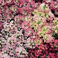 Heirloom Sweet Alyssum Flower seeds for Planting Garden Favorite Heirloom & GMO Free Seeds for Home Garden 
 
 Sale for planting in home garden
