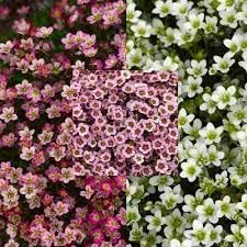 Heirloom Saxifraga Mossy Flower seeds for Planting Low Maintenance Heirloom & GMO Free Seeds for Home Garden 
 
 Sale for planting in home garden