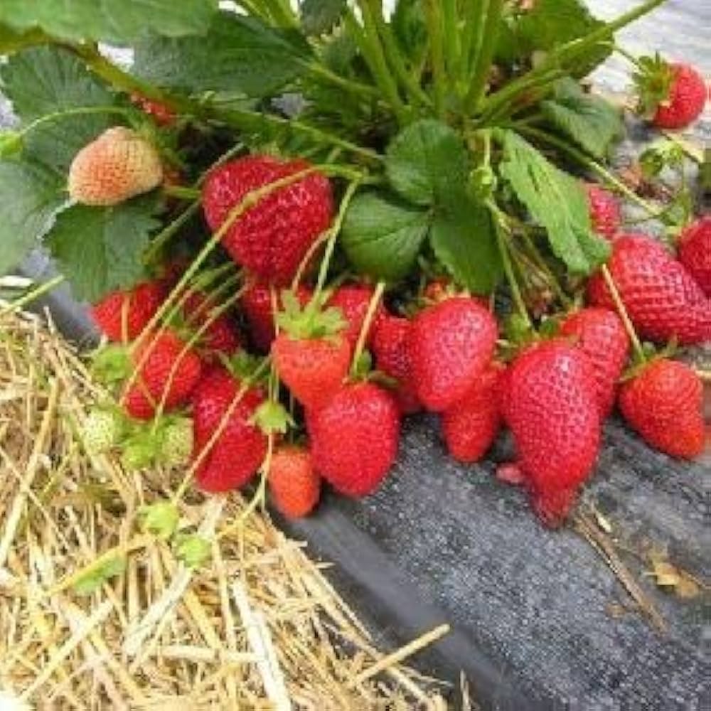 Hokowase Strawberry Fragaria x ananassa for planting in vegetable patch