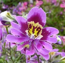 Purple Schizanthus Flower seeds for Planting - Drought Tolerant, Heirloom & GMO Free Seeds for Home Garden
 
 Sale for planting in home garden.