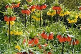 Crown Imperial Flower seeds for Planting - Perfect for Borders, Heirloom & GMO Free Seeds for Home Garden
 
 Sale seeds for home garden