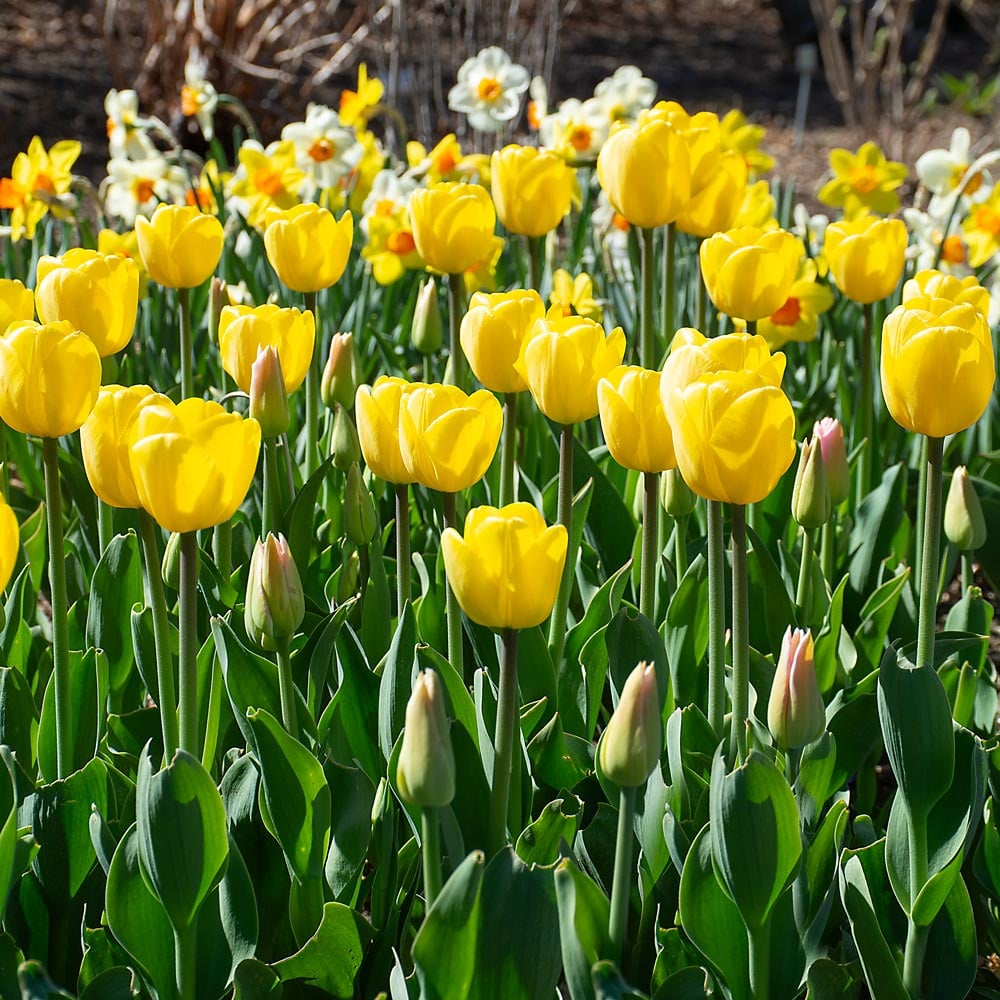 Tulip Flower Seeds Planting Deep Yellow