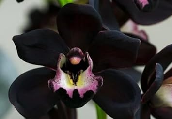 Black Phalaenopsis Orchids Planting Seeds Flower