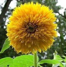 Yellow Bear Sunflowers Flower Seeds Planting Vibrant