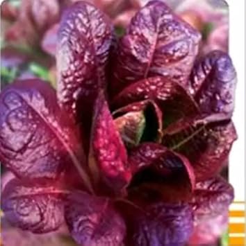 Purple Lettuce Seeds For Easy Planting Vegetable Seeds