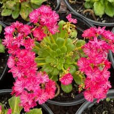 Heirloom Lewisia Flower seeds for Planting Drought Tolerant Heirloom & GMO Free Seeds for Home Garden 
 
 Sale for planting in home garden
