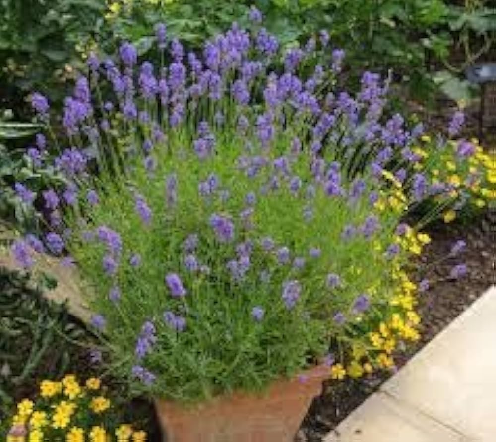 Elegant Lavender Lavandula angustifolia for planting in flower bed