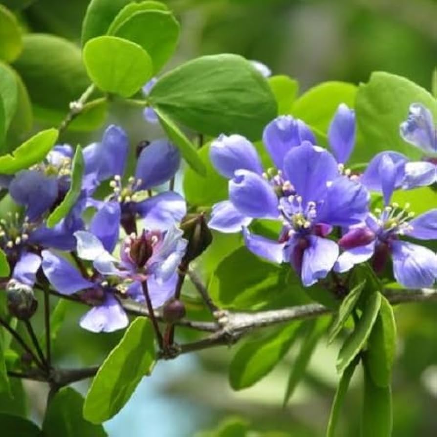 Blue Lignum Vitae Flower seeds for Planting - Premium Quality, Heirloom & GMO Free Seeds for Home Garden
 
 Sale seeds for planting in home garden