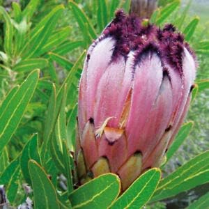 Mixed Colour Rose Tree Flower Seeds for Planting Colorful Display Heirloom & GMO Free Seeds for Home Garden
 
 Sale for planting in home garden