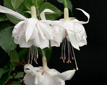 Pink Blue Orchid Flower Seeds for Planting – Vibrant Colors Heirloom & NonGMO Seeds
 
 Sale for planting in home garden