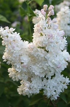 Lilac Flower seeds for Planting - Compact Growth, Heirloom & GMO Free Seeds for Home Garden
 
 Sale seeds for home garden