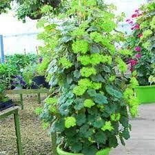Green Climbing Geranium Flower Seeds for Planting, Heirloom Non-GMO Organic Garden Seeds
 
 Sale seeds for home garden