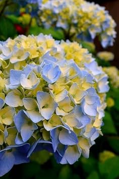 Blue And Yellow Hydrangea Flower Seeds For Beautiful Planting