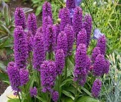 Majalis Flower seeds for Planting Easy to Grow Heirloom & GMO Free Seeds for Home Garden 
 
 Sale for planting in home garden