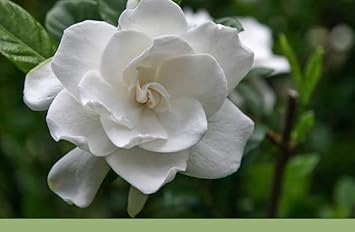 Gardenia Jasminoides Flower seeds for Planting - Cottage Garden Essential, Heirloom & GMO Free Seeds for Home Garden
 
 Sale for planting in home garden.