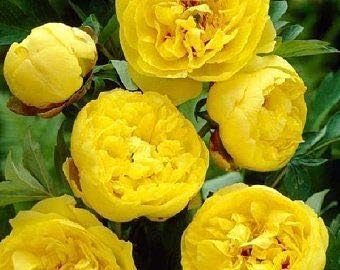 Yellow Peony Flower seeds for Planting - Bright Blooms, Heirloom & GMO Free Seeds for Home Garden
 
 Sale seeds for home garden