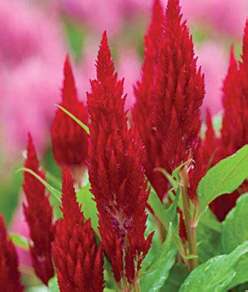 Scarlet Flower Ipomoea hederifolia for planting in flower bed