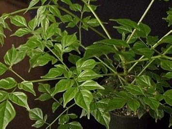 Green Radermachera Flower seeds for Planting - Colorful Display, Heirloom & GMO Free Seeds for Home Garden
 
 Sale for planting in home garden.