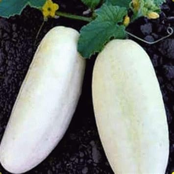 Fresh Cucumber Vegetable Seeds For Planting Seeds