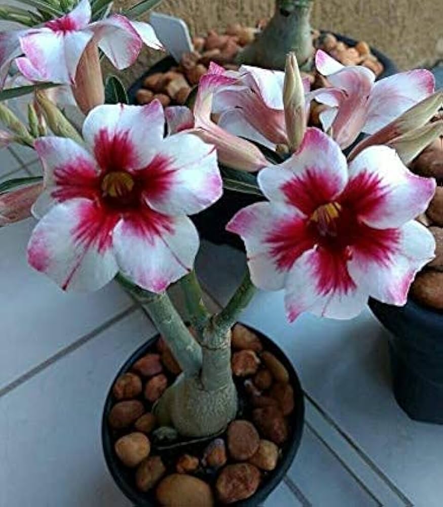 Light Pink Adenium Obesum Flower Seeds For Easy Planting