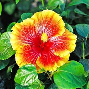 Baby Pink Clematis Flower Seeds for Planting Drought Tolerant Heirloom & GMO Free Seeds for Home Garden
 
 Sale for planting in home garden