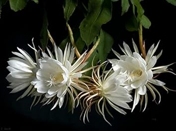 White Epiphyllum Oxypetalum Flower seeds for Planting - Wildflower Mix, Heirloom & GMO Free Seeds for Home Garden
 
 Sale seeds for planting in home garden