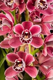 Milii Flower seeds for Planting - Wildflower Mix, Heirloom & GMO Free Seeds for Home Garden
 
 Sale seeds for home garden