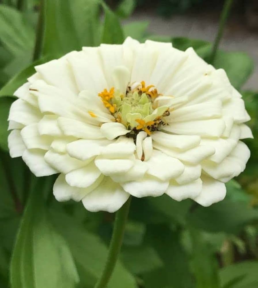 Zinnia Belyy Mishka Zinnia Elegans Seeds for planting in flower bed