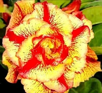 Maroon Phalaenopsis Orchid Flower Seeds for Planting Premium Quality Heirloom & GMO Free Seeds for Home Garden
 
 Sale for planting in home garden