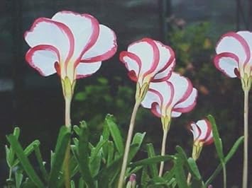 Red White Versicolor Flower seeds for Planting - Garden Favorite, Heirloom & GMO Free Seeds for Home Garden
 
 Sale seeds for planting in home garden