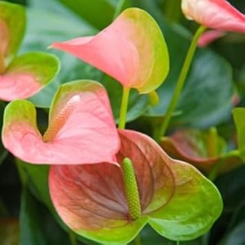 Exotic Anthurium Flower Seeds For Elegant Planting