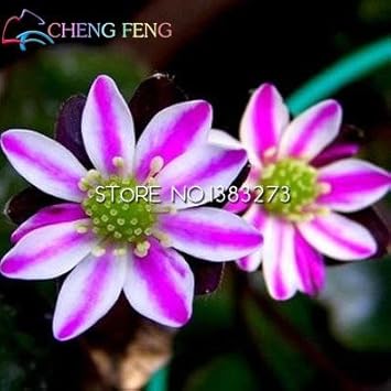 Pink White Hepatica Flower seeds for Planting - Hardy Variety, Heirloom & GMO Free Seeds for Home Garden
 
 Sale for planting in home garden
