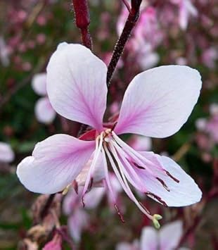 Pink Whirling Flower seeds for Planting - Garden Favorite, Heirloom & GMO Free Seeds for Home Garden
 
 Sale for planting in home garden.