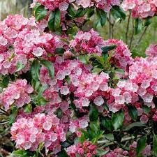 Heirloom Laurel Flower seeds for Planting Perfect for Borders Heirloom & GMO Free Seeds for Home Garden 
 
 Sale for planting in home garden