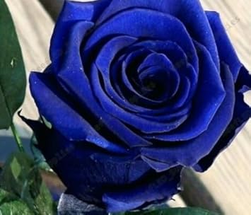 Brown Phalaenopsis Orchid Flower Seeds for Planting Easy to Grow Heirloom & GMO Free Seeds for Home Garden
 
 Sale for planting in home garden