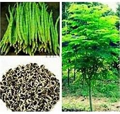 Moringa Seeds Organic Large Size Pkm1 Variety Malunggay Shobhanjana Miracle Tree Drumstick Best