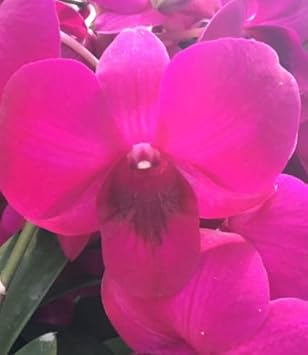 Pale Pink Tulip Flower Seeds for Planting Garden Favorite Heirloom & GMO Free Seeds for Home Garden
 
 Sale for planting in home garden