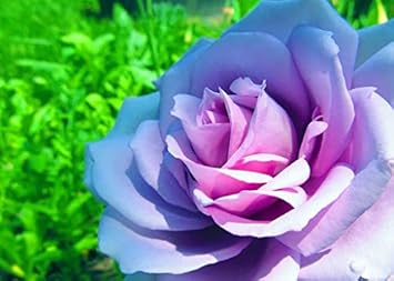 Green Astilbe Flower Seeds for Planting Fragrant Blossoms Heirloom & GMO Free Seeds for Home Garden
 
 Sale for planting in home garden