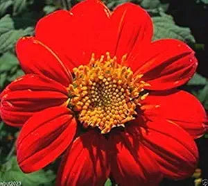 Red Mexican Sunflower seeds for bold red blooms