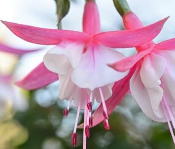 White Pink Fuchsia Flower Seeds Flower seeds for Planting Bright Blooms Heirloom & GMO Free Seeds for Home Garden 
 
 Sale for planting in home garden