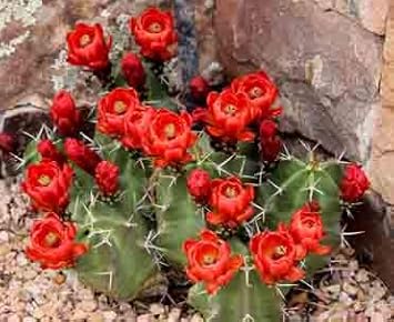 Claret Cup Hedgehog Cacti Flower seeds for Planting - Cut Flower Favorite, Heirloom & GMO Free Seeds for Home Garden
 
 Sale seeds for home garden