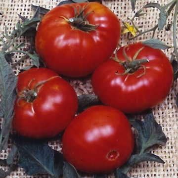 Tomato Solanum lycopersicum for planting in vegetable patch