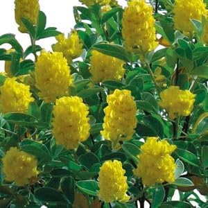 Cytisus Battandieri Flower Seeds For Vibrant Garden Beautification - Stunning Yellow Blossoms