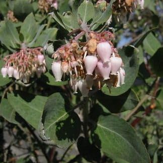 Whiteleaf Manzanita Flower seeds for Planting - Low Maintenance, Heirloom & GMO Free Seeds for Home Garden
 
 Sale seeds for home garden