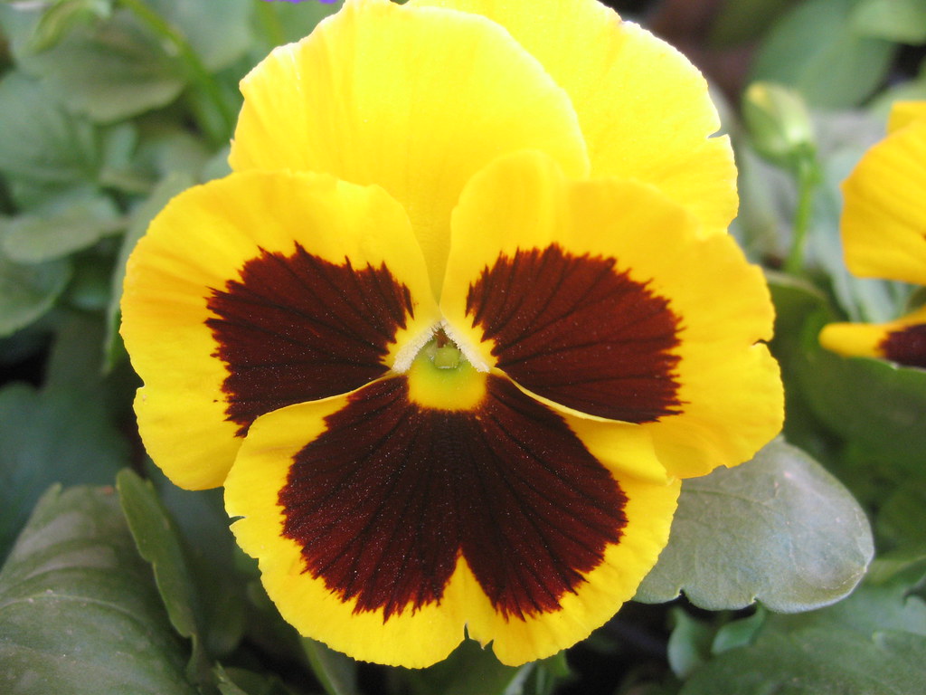 Yellow Trichromatic Pansy Flower Seeds For Easy Planting